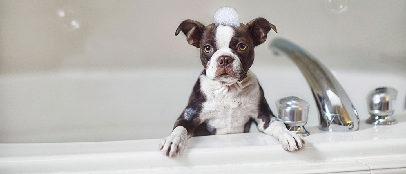 Dog in bath tub