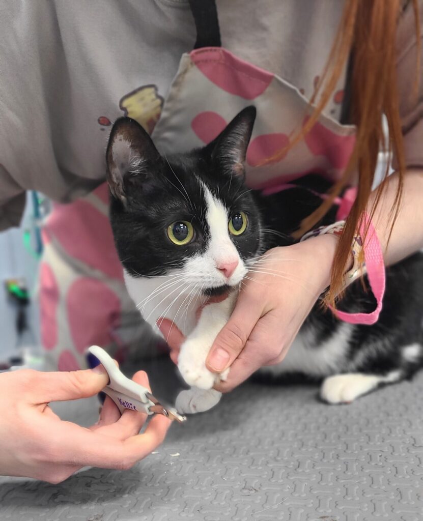 Cat being groomed